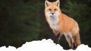 Red Fox Habitat Red Fox Habitat