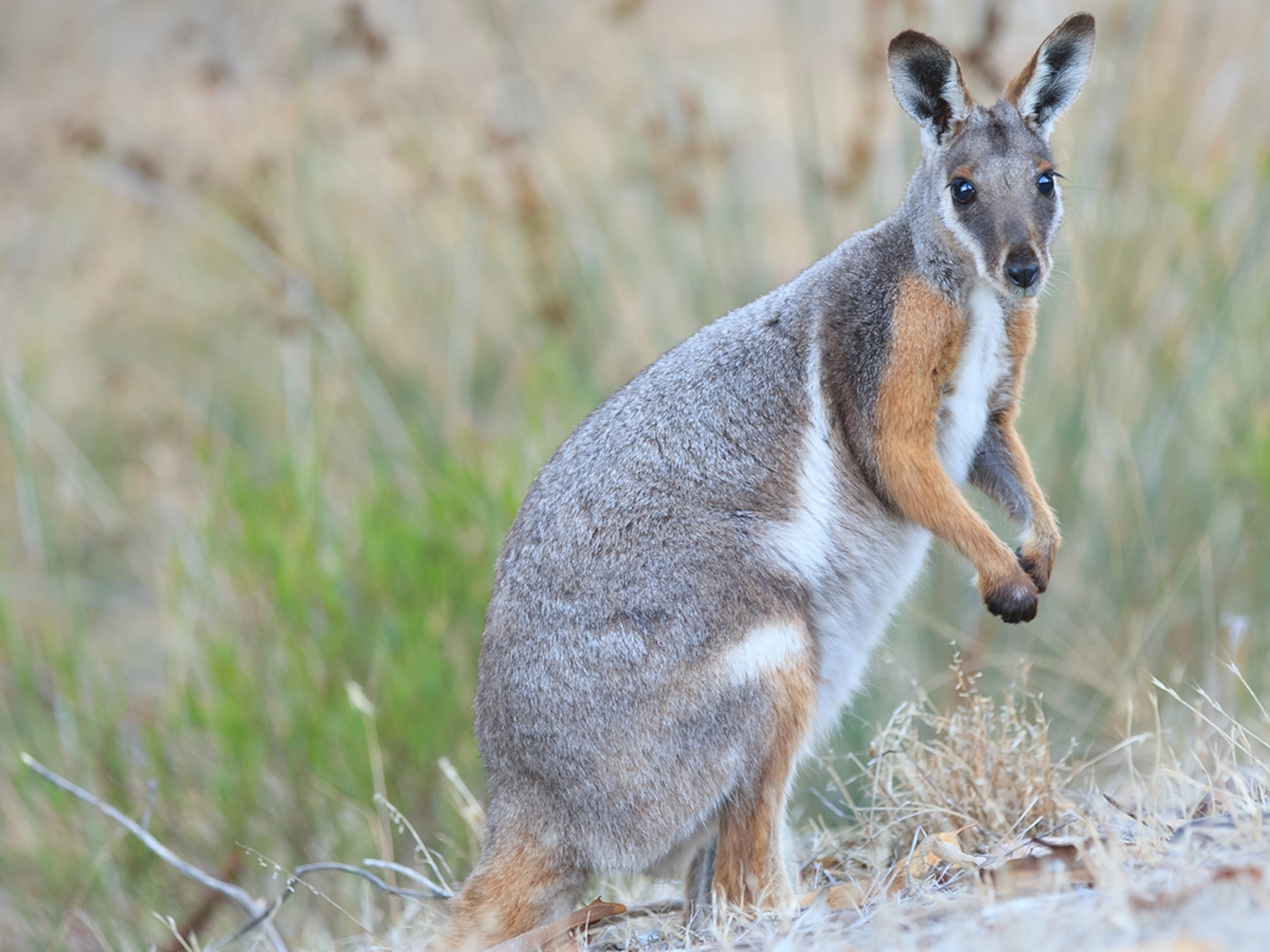 Yellow-Footed Rock Wallaby | National Geographic Kids