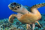 Green Sea Turtle Shell Green Sea Turtle Shell