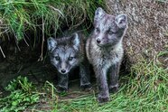 Arctic Fox Cubs Winter Arctic Fox Cubs Winter