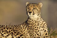 CHEETAH The Garden Of Eaden Ikumen