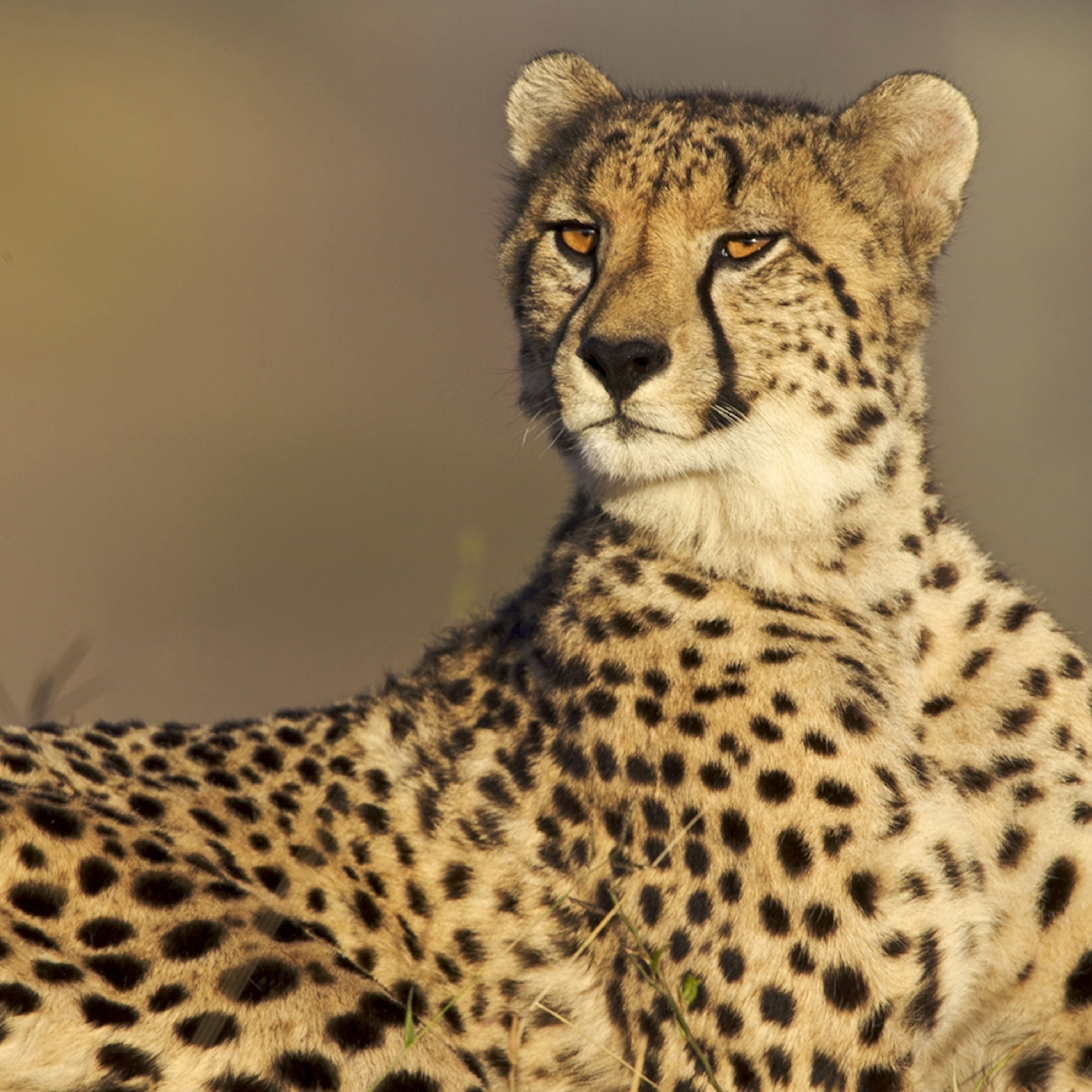 Cheetah Cheetah Cub