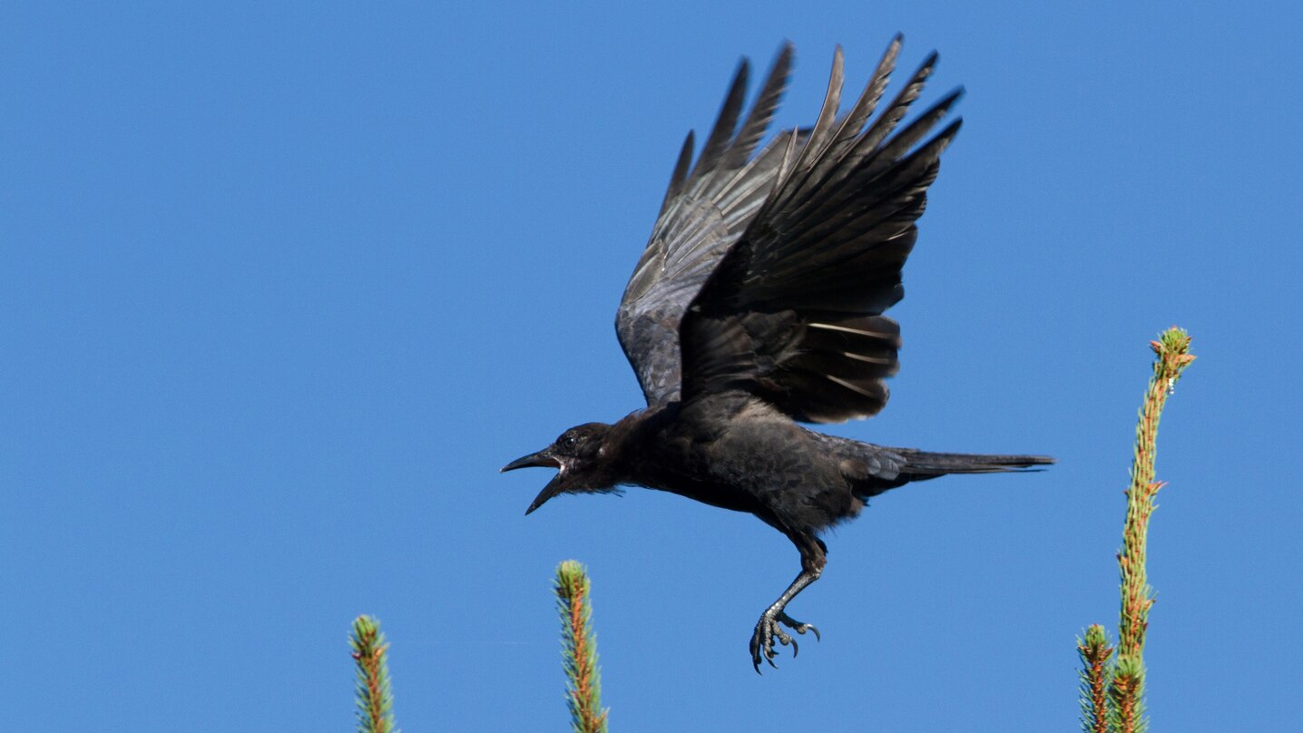 Crows have loud, distinctive cries called caws.