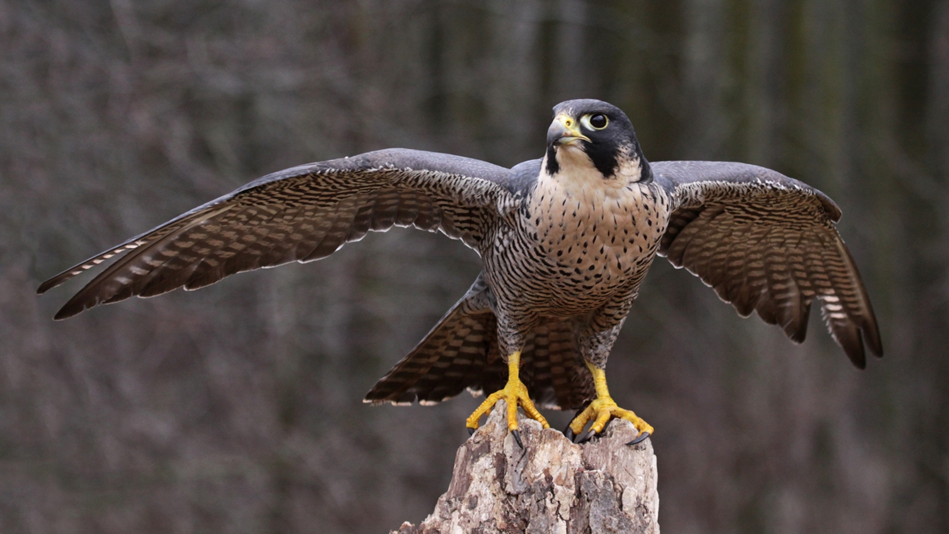 Falcon Bird Of Prey