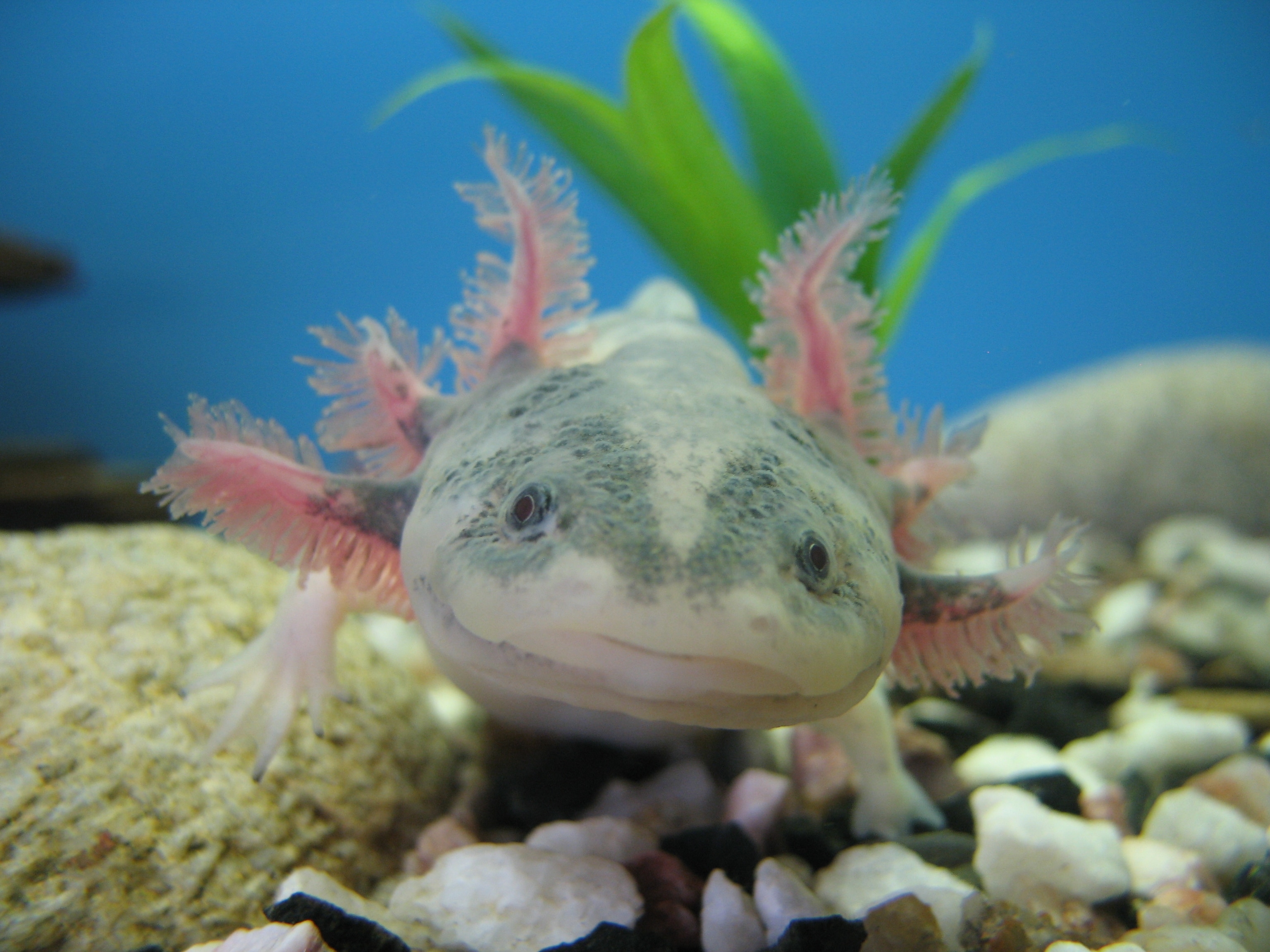 Rare footage of giant 'eerie' underwater creature leaves people 'absolutely  terrified', image size:3072x2304