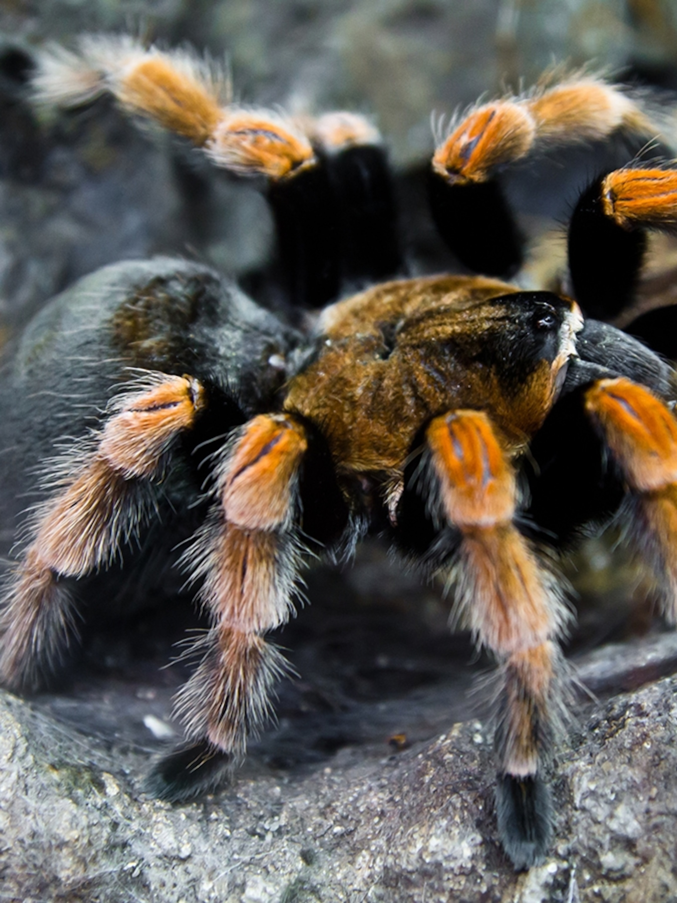 Tarantula | National Geographic Kids