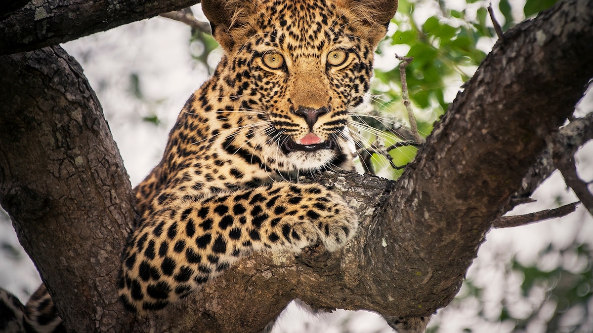 Amur Leopard