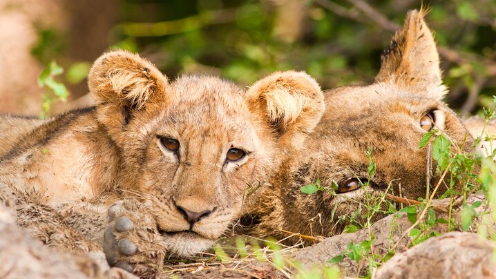 https://i.natgeofe.com/k/6c3c8b1c-f6d5-402b-9904-8cd45d411270/lion-cub.jpg?wp=1&amp;w=718&amp;h=404