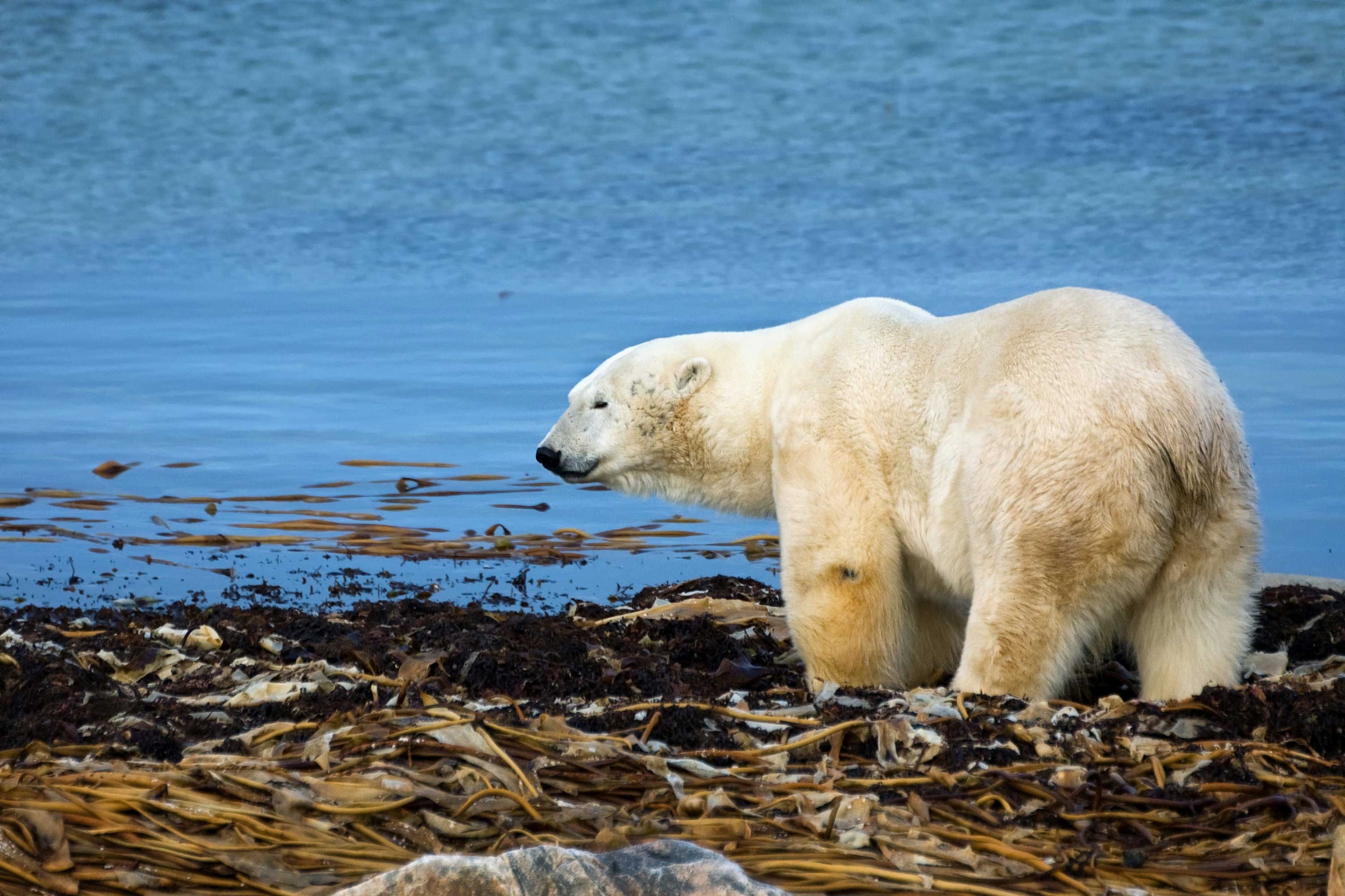 Separating fact from fiction: polar bears and climate change