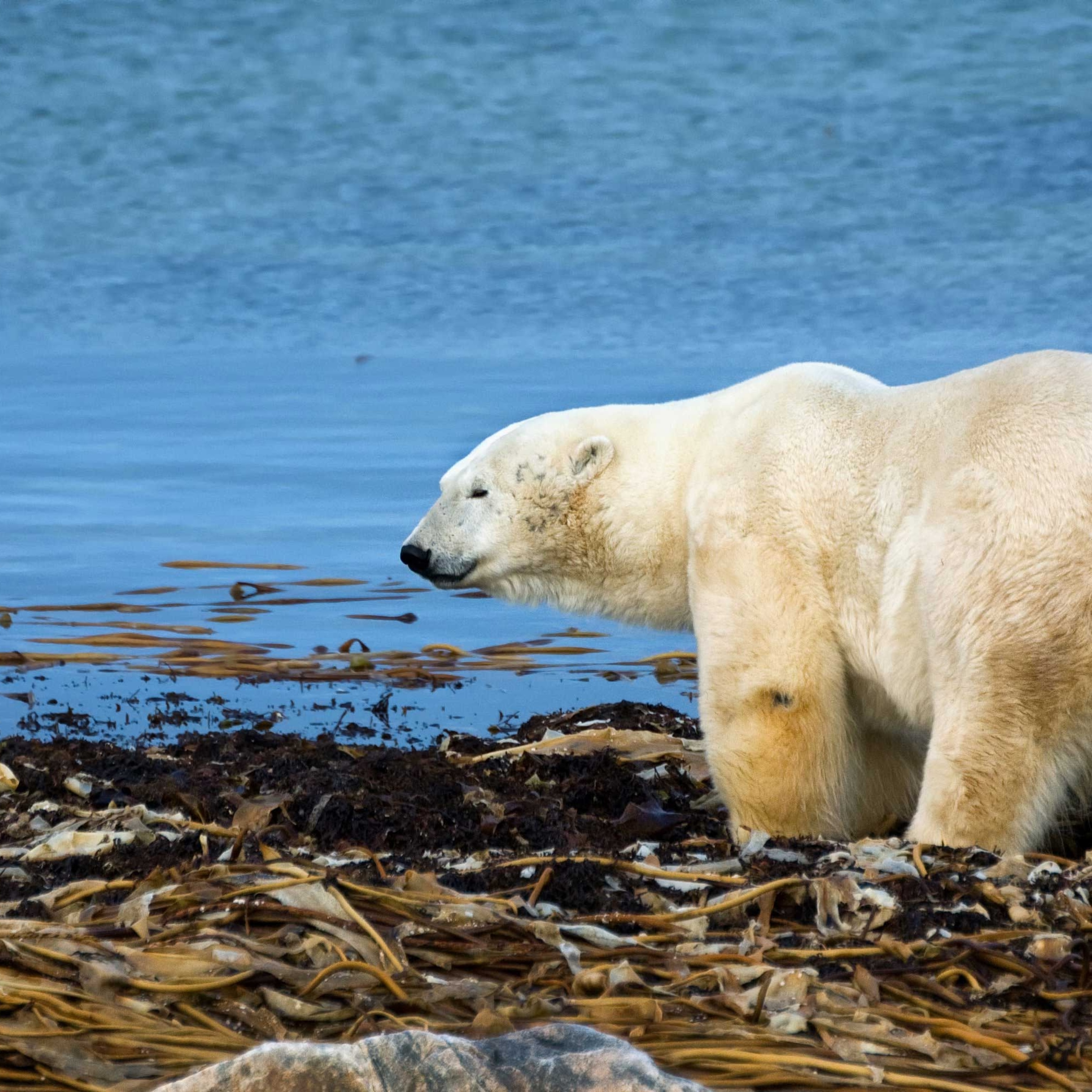 Climate Change Effects on Biomes
