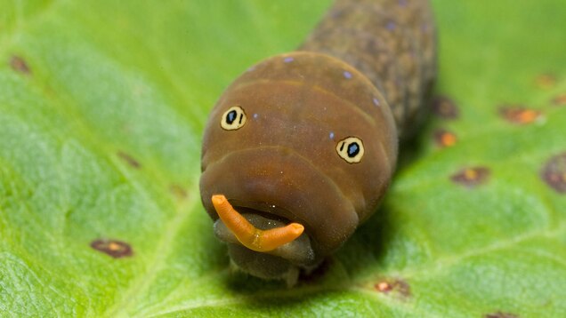 Wacky Weekend Real Life Pokemon