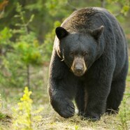 Black Bear Campestre al gov br