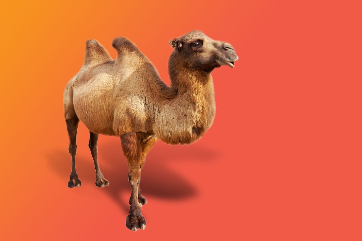 Really Weird Animals