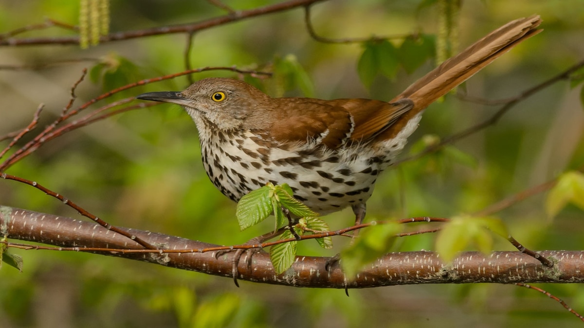 Brown Thrasher
