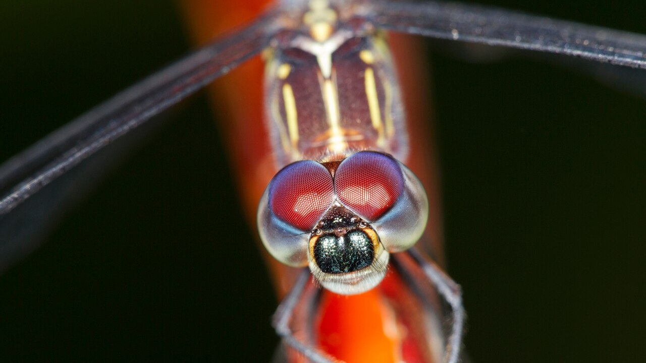 https://i.natgeofe.com/k/76129b21-c635-4a05-aaab-514be67360a3/ww-animal-eyes-dragonfly.jpg?w=1280&h=720