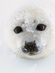 Fluffy Baby Seal Soft Cute Seals Plush Toy Sea World Animal Sea Lion