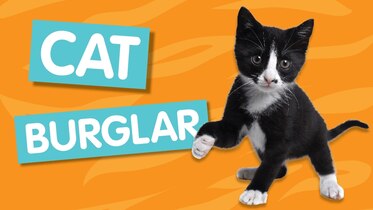 Cat Burglar