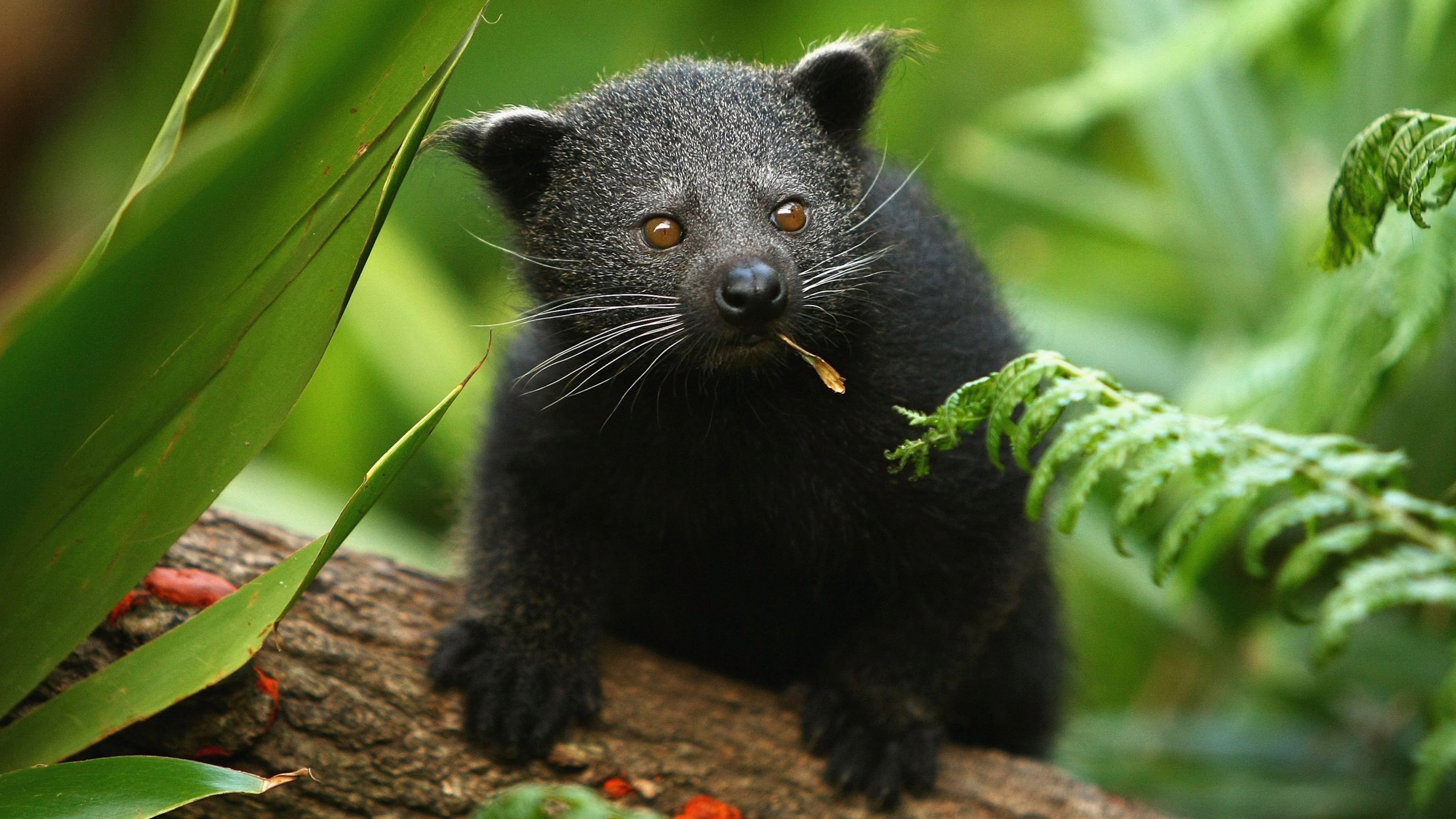 激レア！ ビントロング（Binturong / Bear cat）の頭骨 ☆ 即納 ☆ 激レア！ ビントロング（Binturong / Bear cat）の
