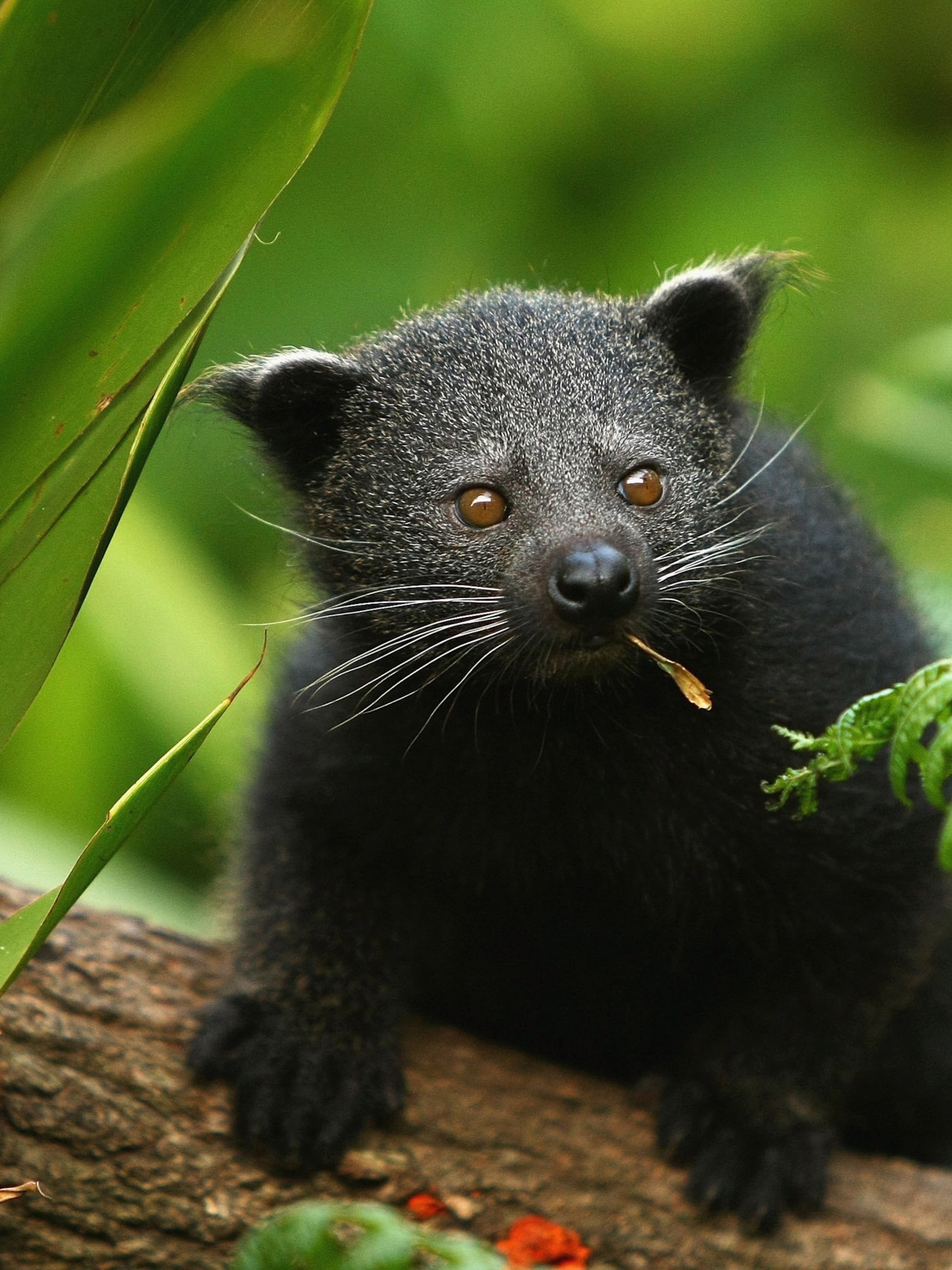 Pet Binturong