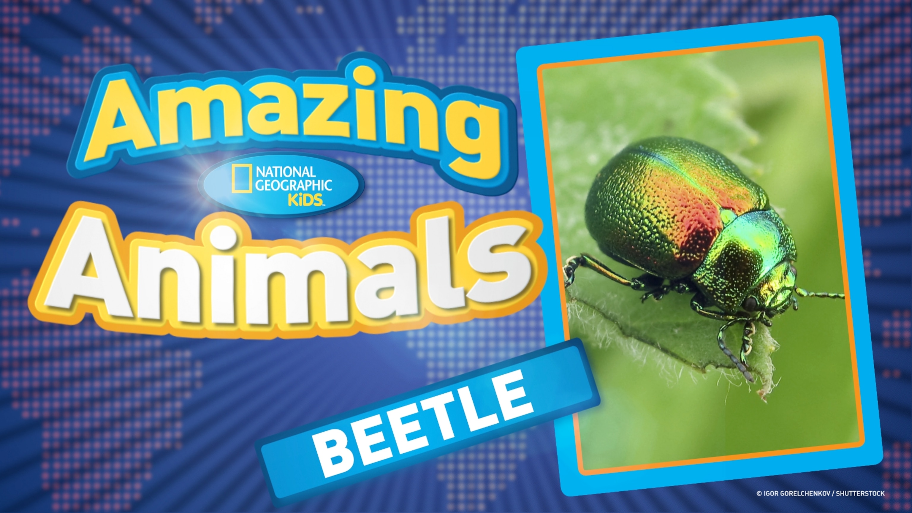 新品 National Geographic Kids 1 / ORT 6-9 Kids