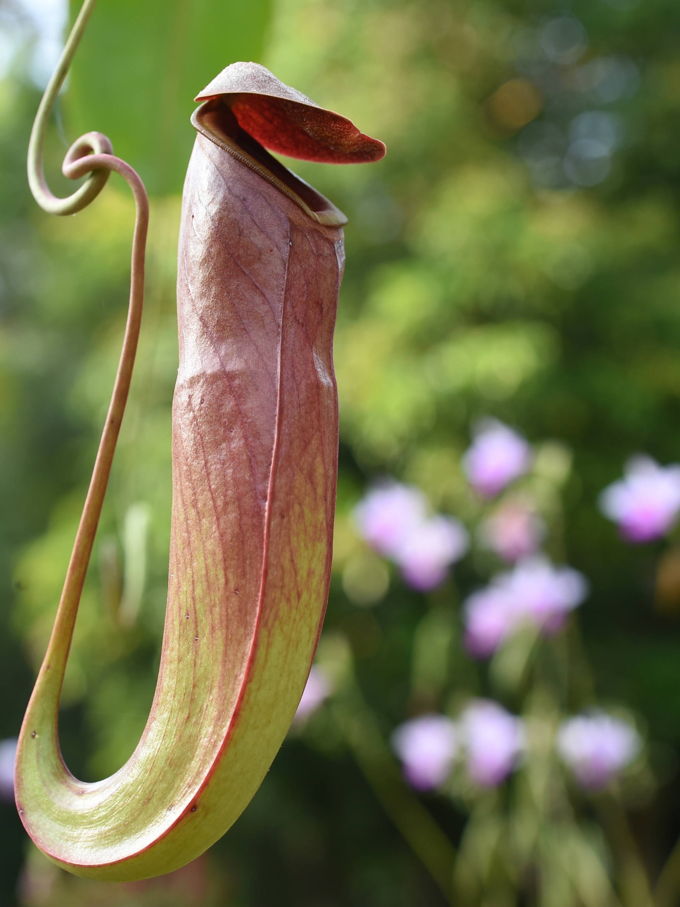 carnivorous pitcher plants