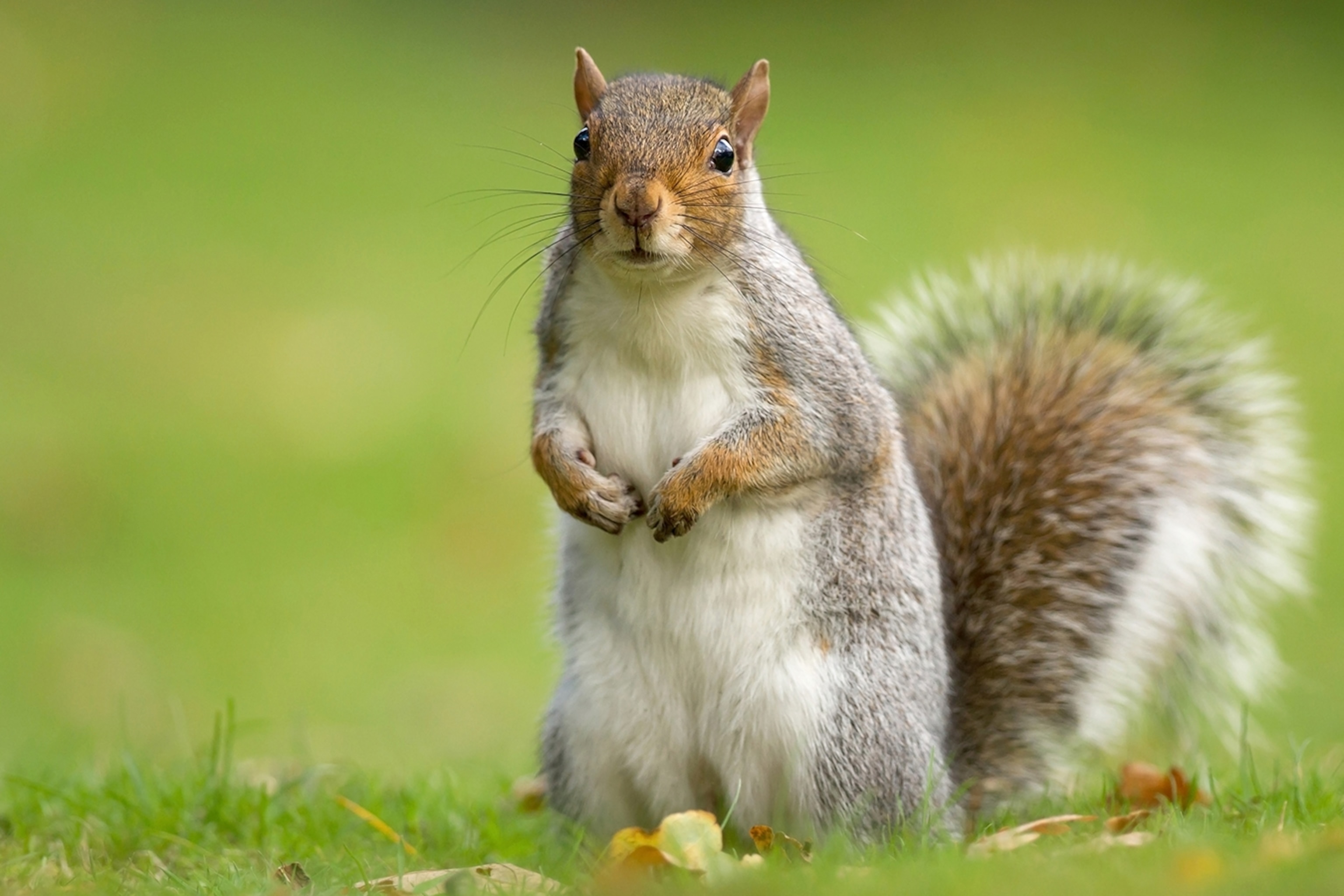 eastern gray squirrel