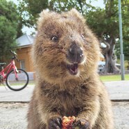 Quokka Adulto Y Juvenil Quokka El Animal M s Fotog nico De Quokka Adulto Y Juvenil Quokka El Animal M s Fotog nico De