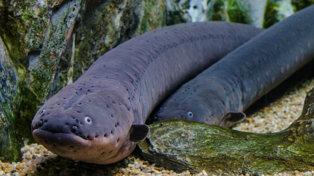 Electric Eel | National Geographic Kids