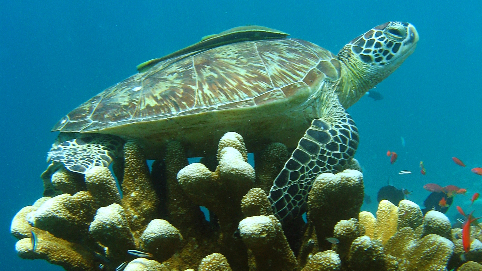 Green Sea Turtle Nesting Sites Green Sea Turtle Nesting Sites