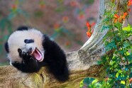Funny Animal Pictures For Kids Funny Animal Pictures For Kids