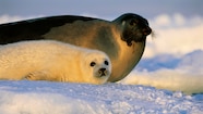 Harper Seal Adults