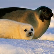 The Harp Seal The Harp Seal