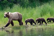 National Geographic Bear New England Brown Bear SciiFii Novum National Geographic Bear New England Brown Bear SciiFii Novum