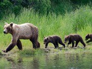 Brown Grizzly Bear Facts