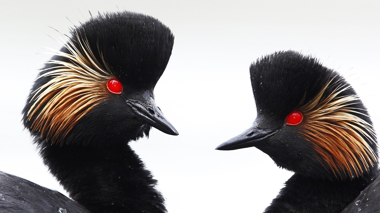 https://i.natgeofe.com/k/85e4c47e-7b6d-4fa7-a23d-90f4bb64974d/ww-animal-eyes-grebes.jpg?w=1280&h=720