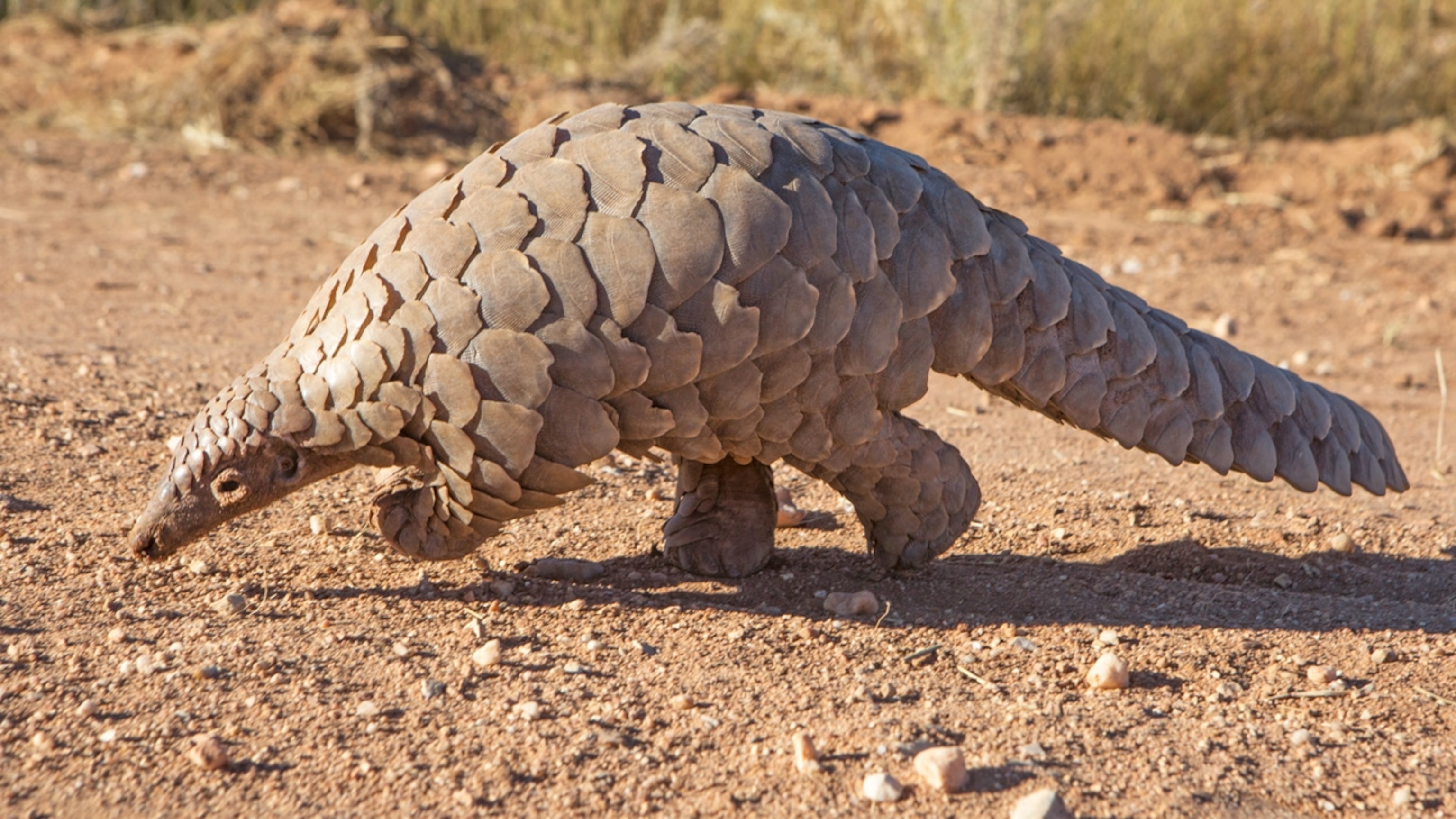 Gyugyutto Can Badge Kemono Friends 2 Giant Pangolin (Anime Toy) -  HobbySearch Anime Goods Store