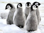Emperor Penguin Chick Hatching