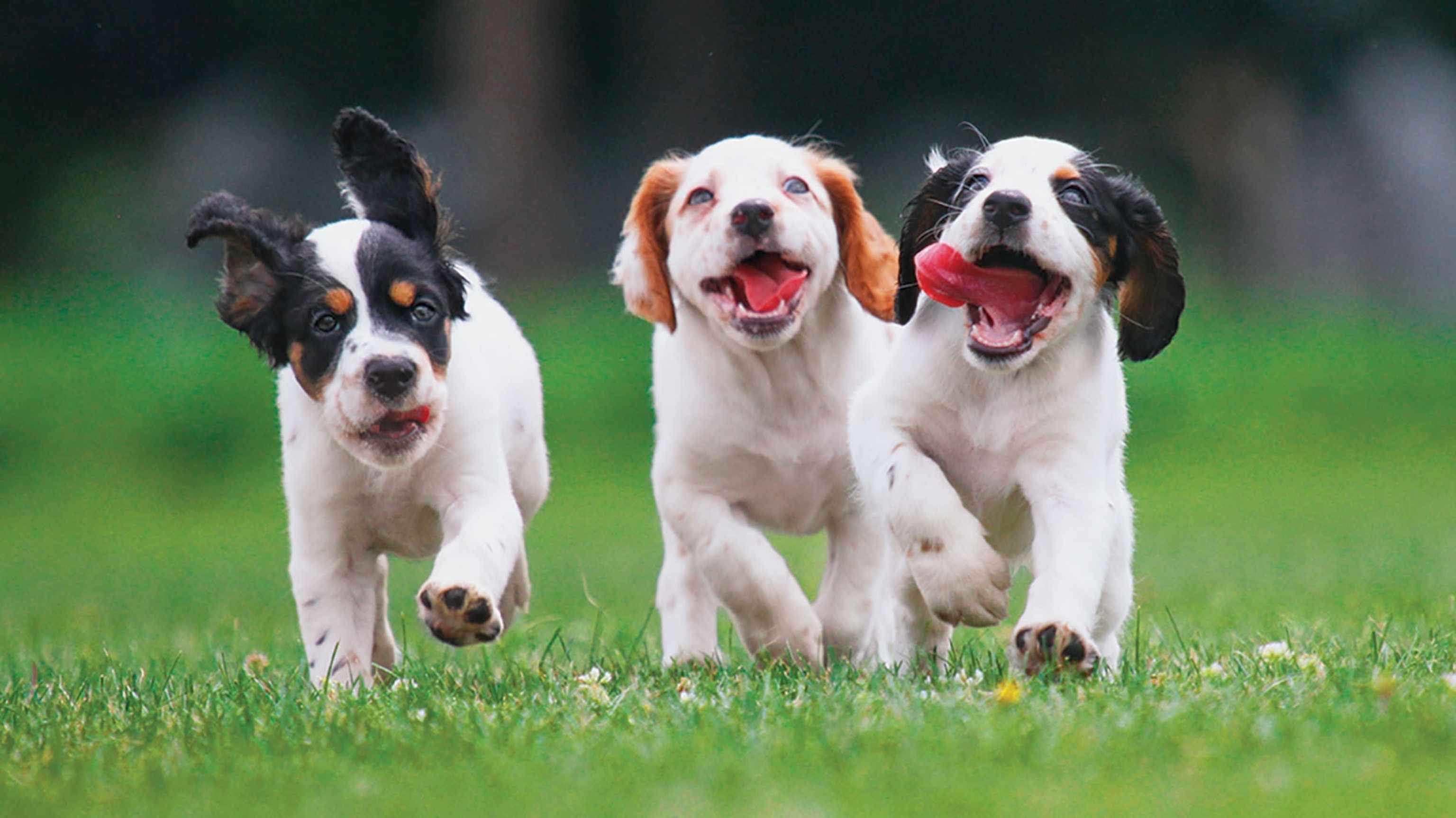 Puppy life Clearance