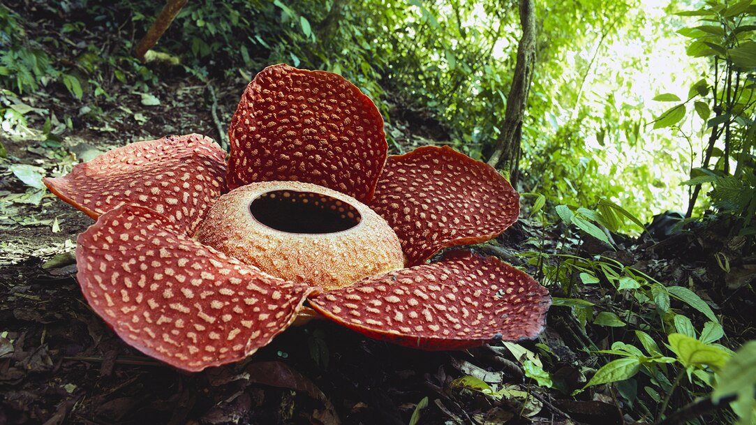 Rafflesia Pokemon Pocket