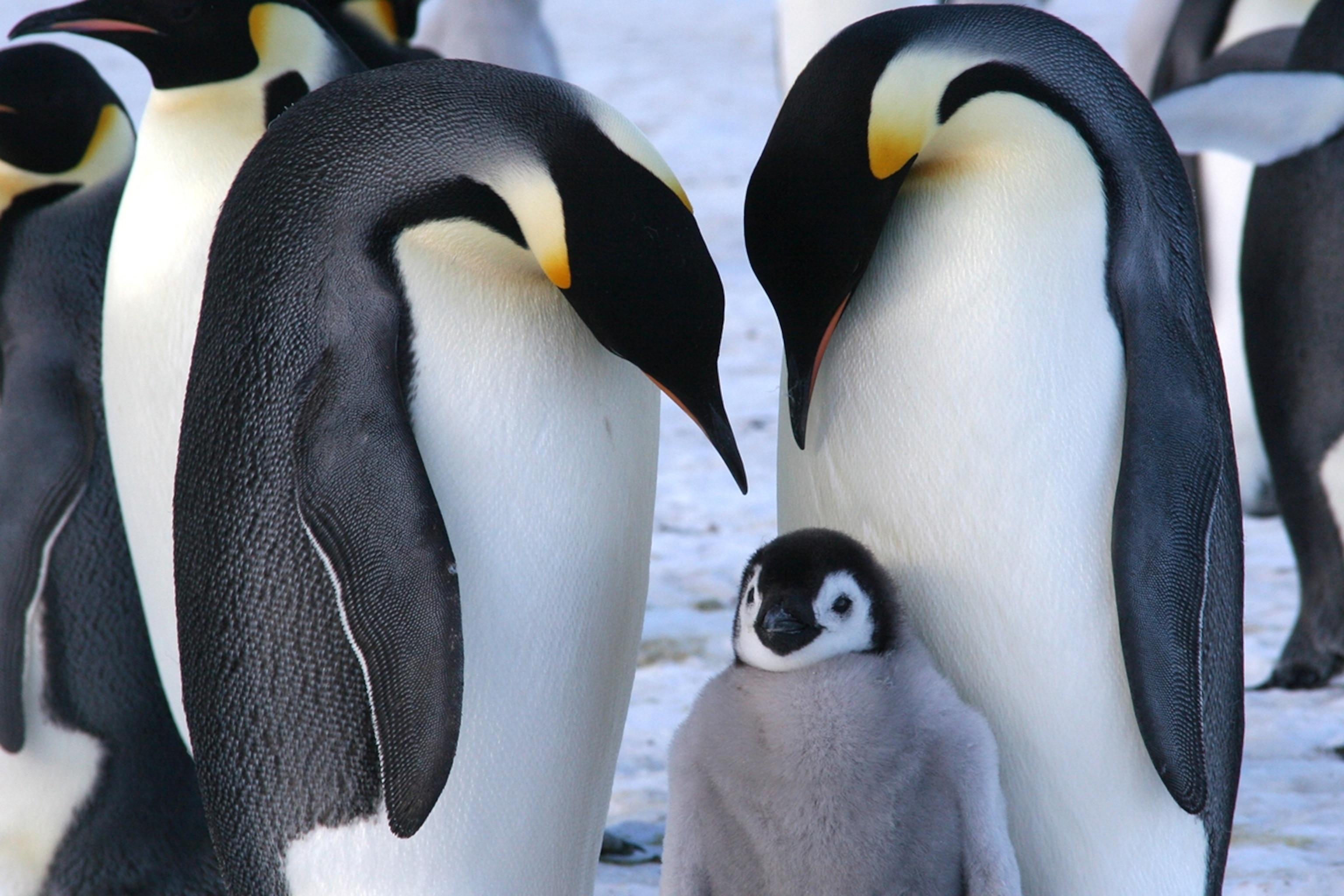 Emperor Penguin Chick Hatching