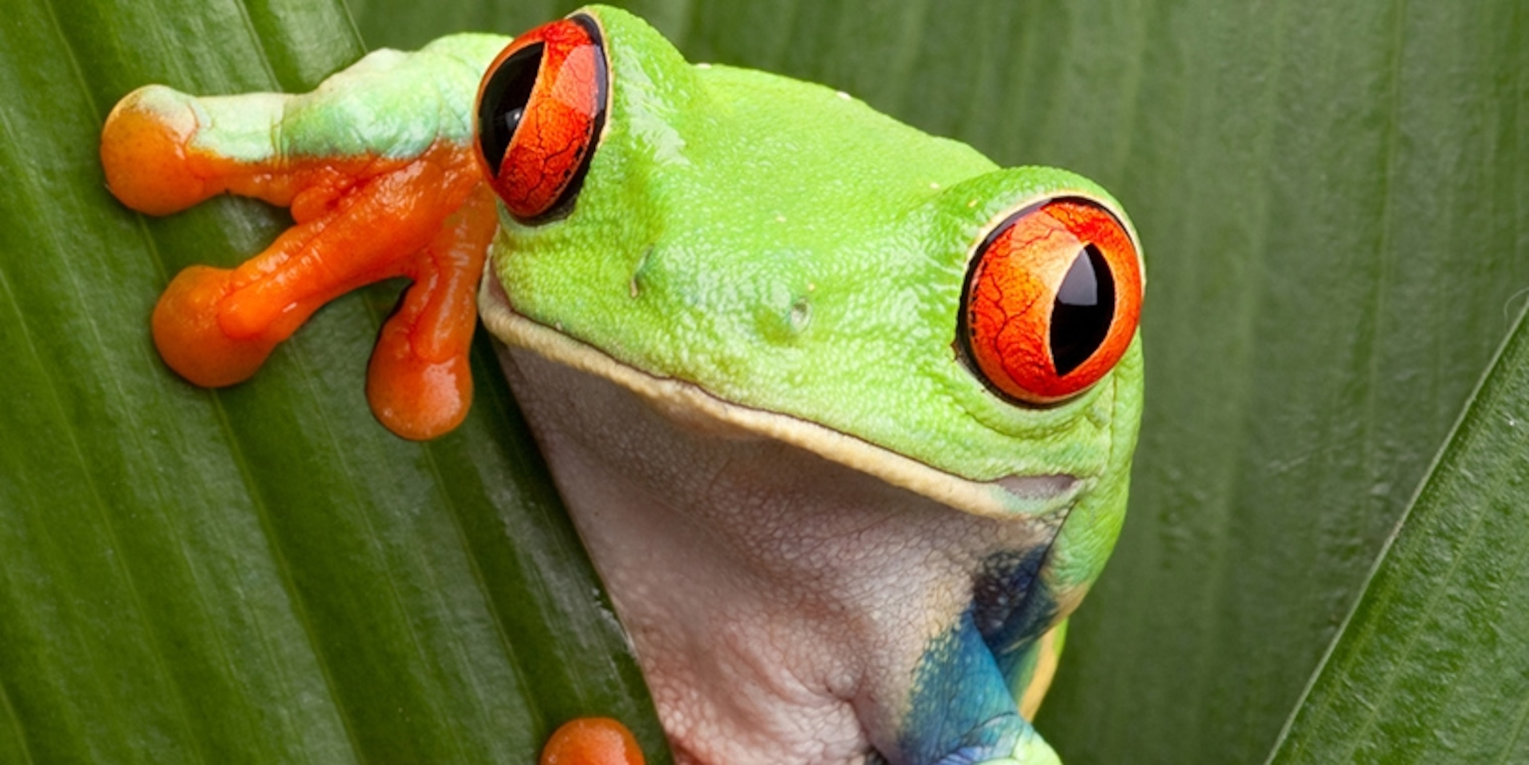 blue tree frog