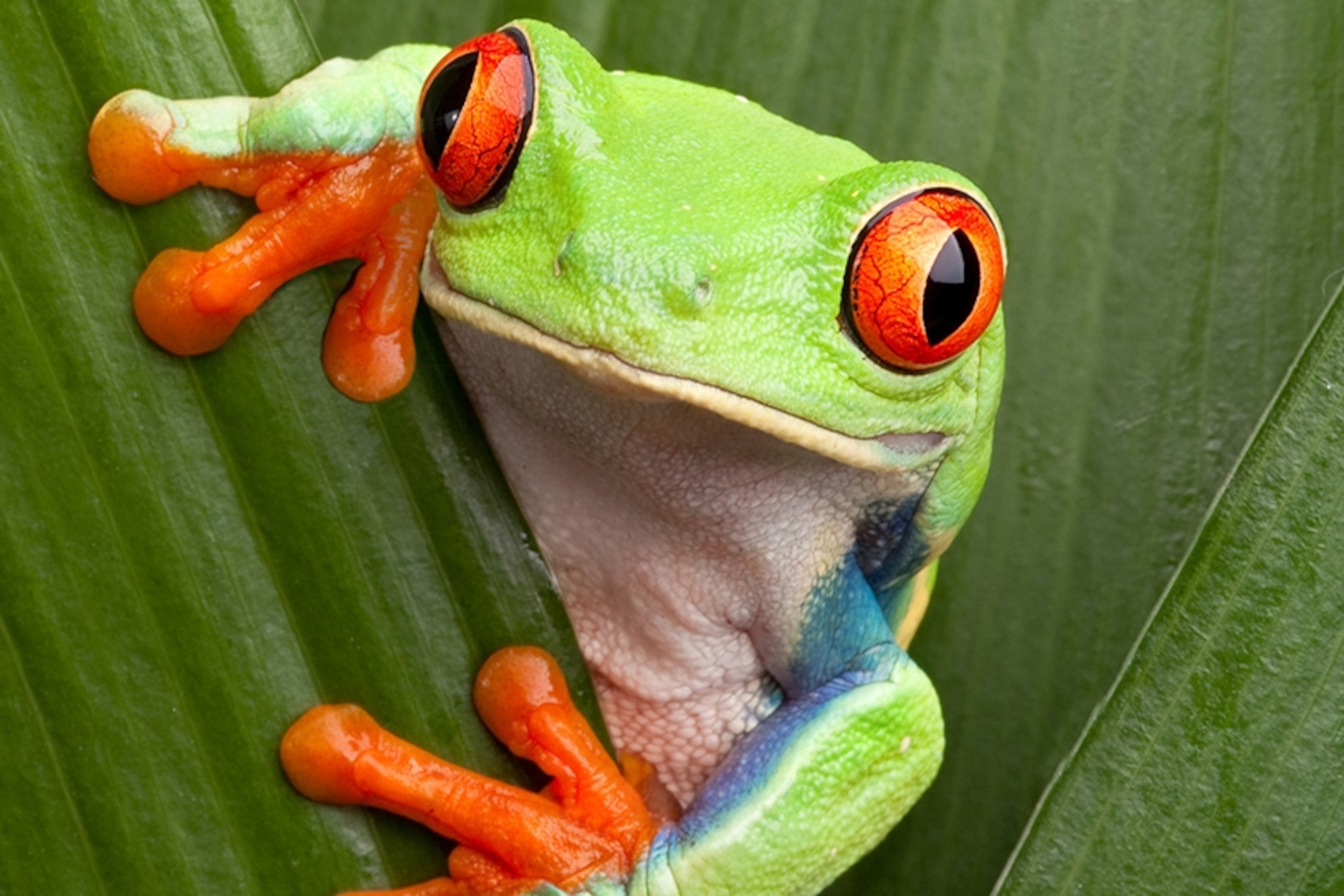 purple eyed tree frogs