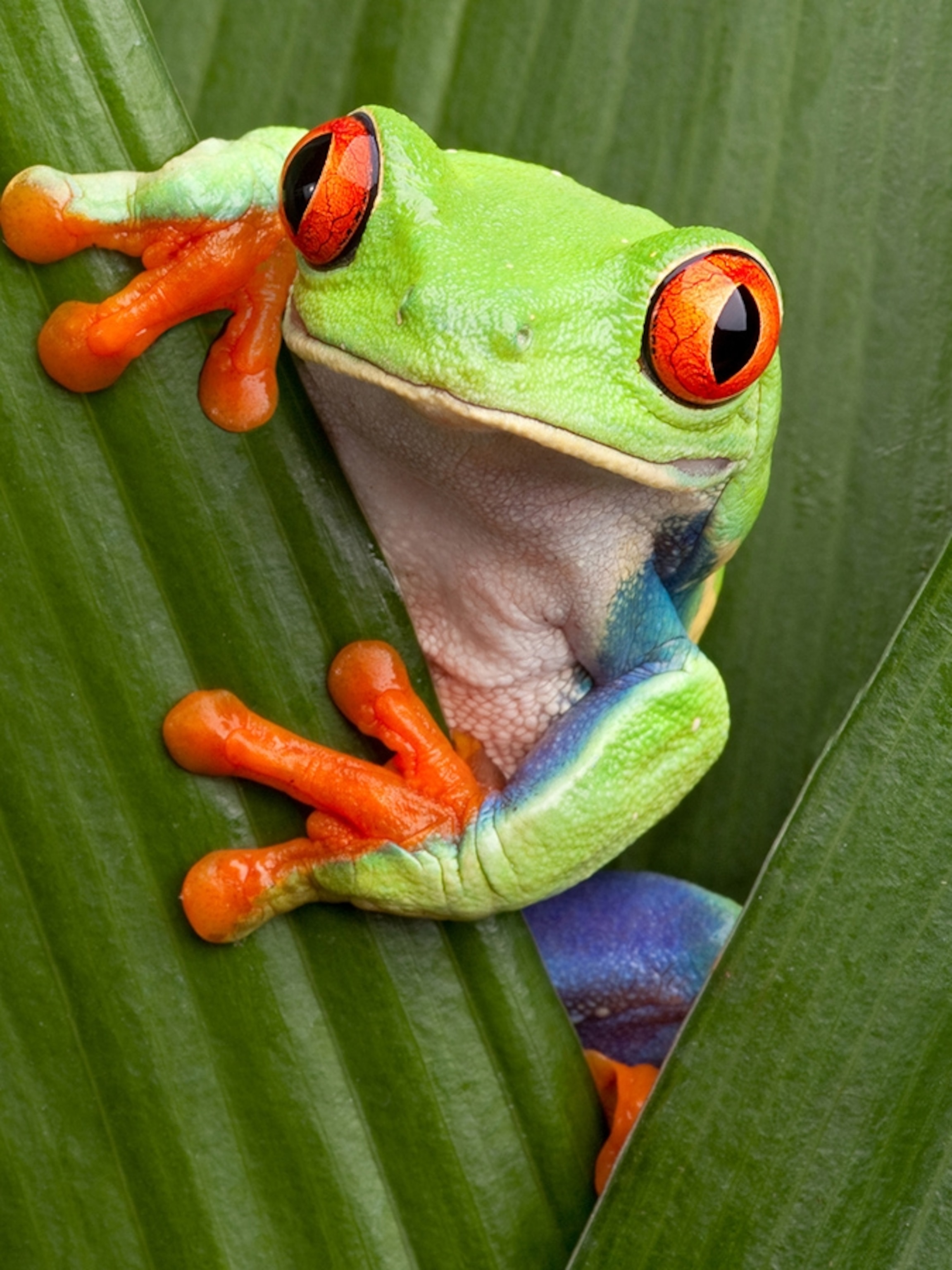 red eyed tree frog eating crickets