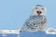 Snowy Owl Adaptations Snowy Owl Facts and Where To Find Them 