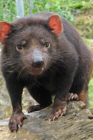 Real Devil Images