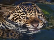 Jaguar Animal Facts Jaguar Facts Panthera Onca Jaguar Animal Facts Jaguar Facts Panthera Onca