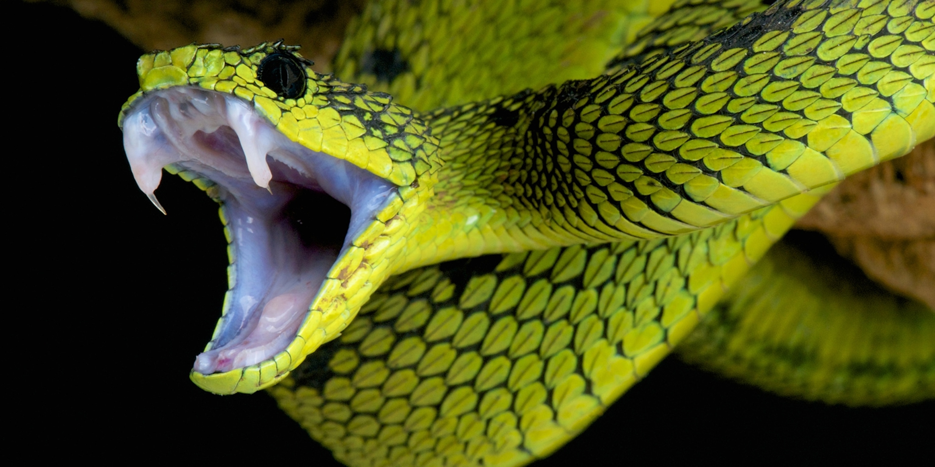 https://i.natgeofe.com/k/95714668-5109-4764-bf06-1c0b6f033cb3/Snakes-fangs_2x1.jpg