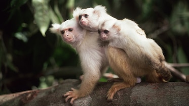 a marmoset dad with two babies