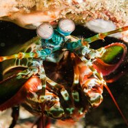 Shrimp In Ocean Shrimp In Ocean