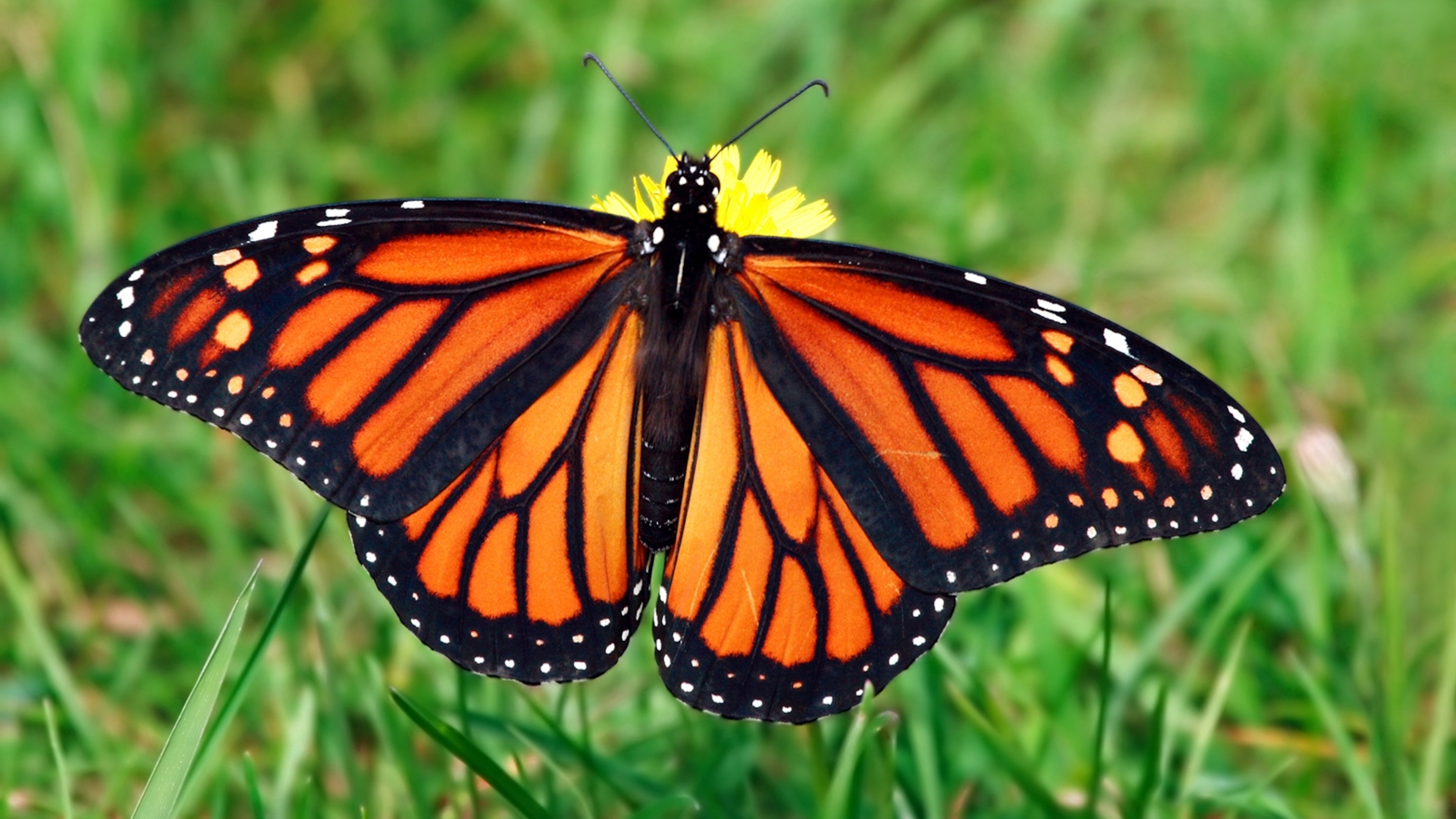 Monarch Butterfly: Animals We Protect